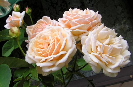 Blooms plant garden