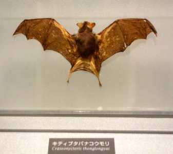 Craseonycteris thonglongyai - National Museum of Nature and Science, Tokyo - DSC07490