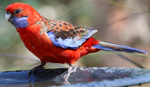 Birdbath platycercus elegans platycercus