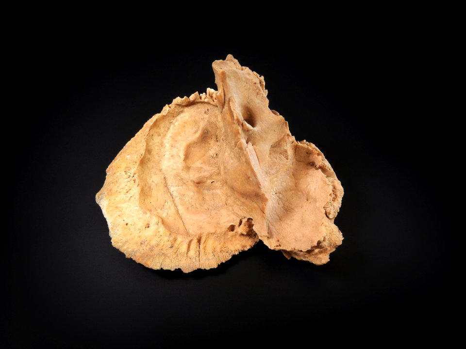 Cranium - os temporale (intra lateralis) 2