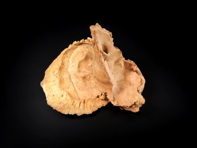 Cranium - os temporale (intra lateralis) 2