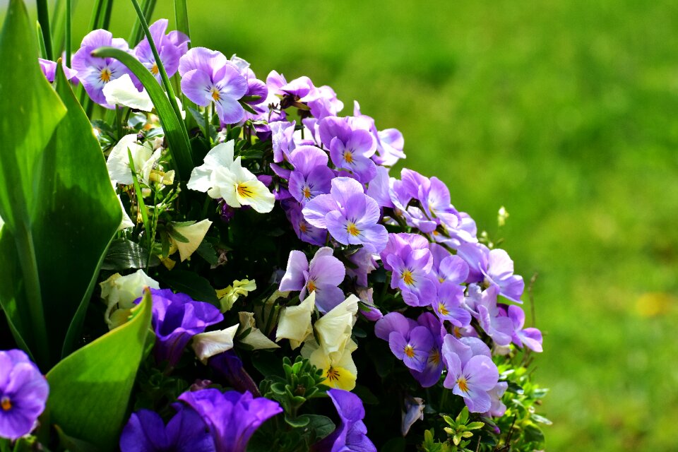 Meadow garden colorful