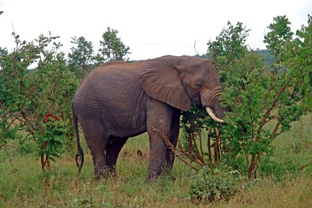 Wildlife majestic ivory