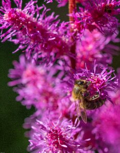Insect garden astilbe red