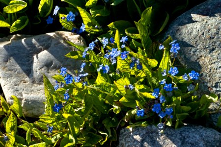 Creeping navelwort in Tuntorp