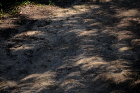 Crescent projections in tree shadows during August 2017 eclipse - pinhole projection 02