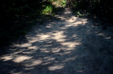 Crescent projections in tree shadows during August 2017 eclipse - pinhole projection 05
