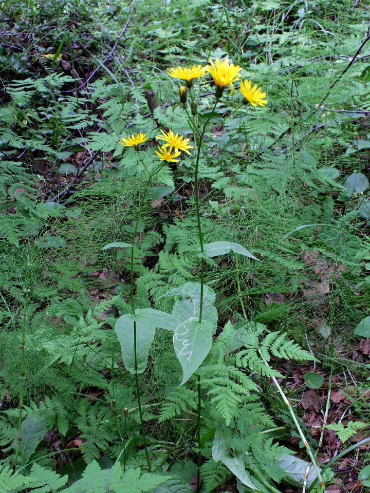 Crepis paludosa Kemi, Finland 15.07.2013