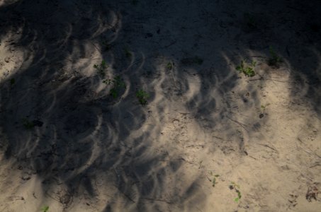 Crescent projections in tree shadows during August 2017 eclipse - pinhole projection 01