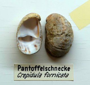 Crepidula fornicata - Naturhistorisches Museum, Braunschweig, Germany - DSC05049
