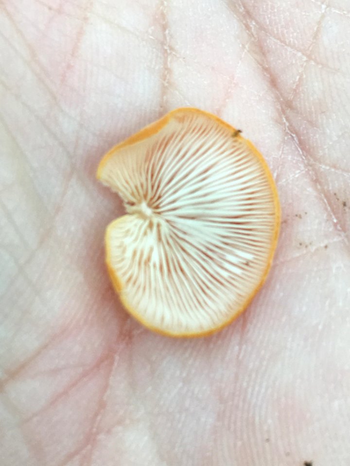 Crepidotus crocophyllus 64634515