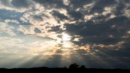 Crepuscular rays over pine forest photo