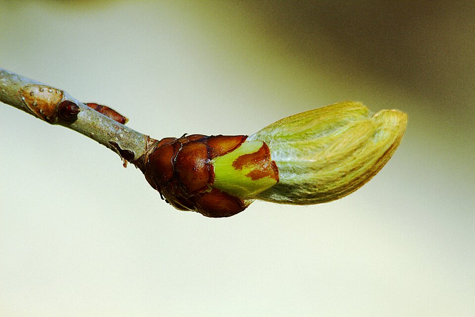 Tree nature shoots