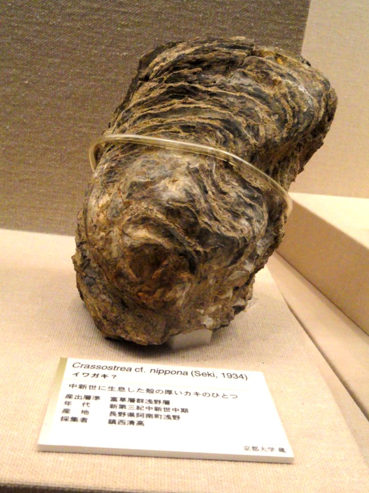 Crassostrea nippona - Kyoto University Museum - DSC06411
