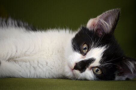 Cat animal pet