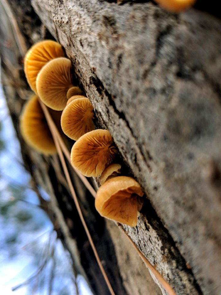 Crepidotus crocophyllus 56253218