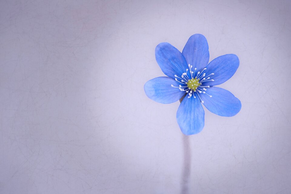 Bloom blue spring flower
