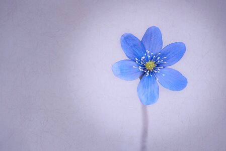 Bloom blue spring flower