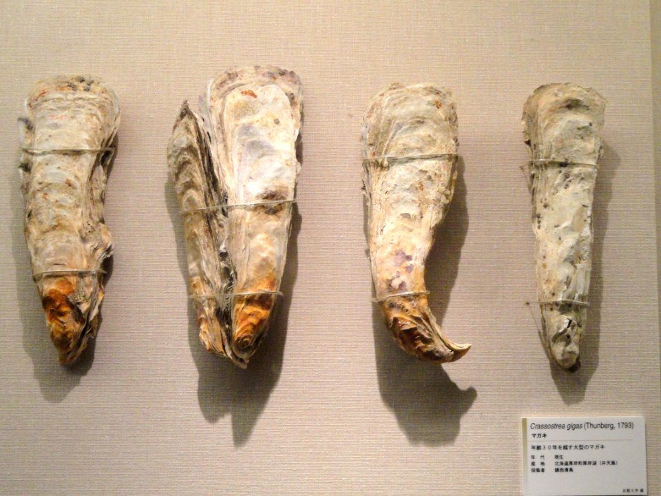 Crassostrea gigas - Kyoto University Museum - DSC06409