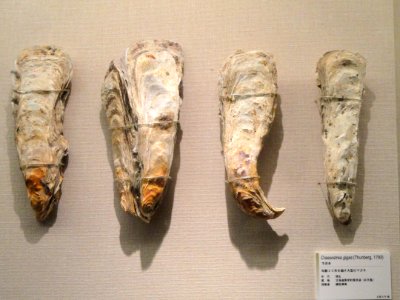 Crassostrea gigas - Kyoto University Museum - DSC06409