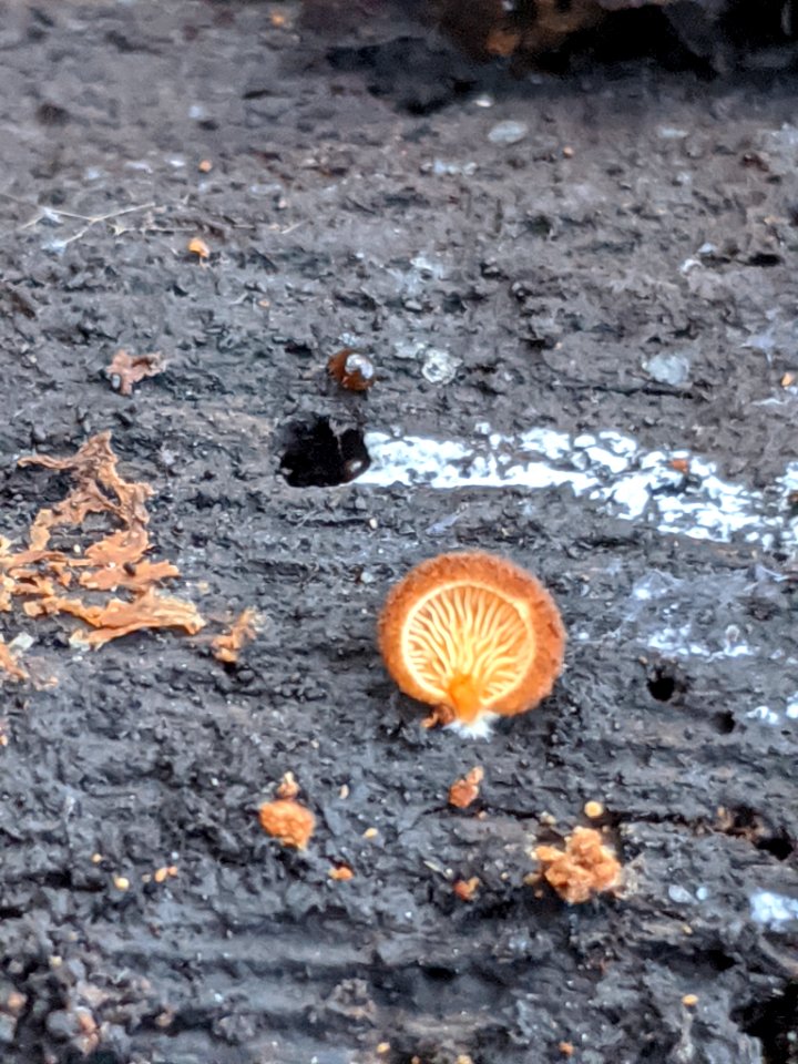 Crepidotus crocophyllus 58074975
