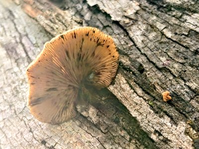 Crepidotus crocophyllus 56253213 photo