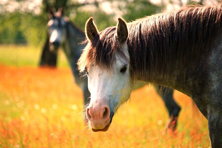 Horse horse head pferdeportrait