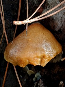 Crepidotus crocophyllus 56253223 photo