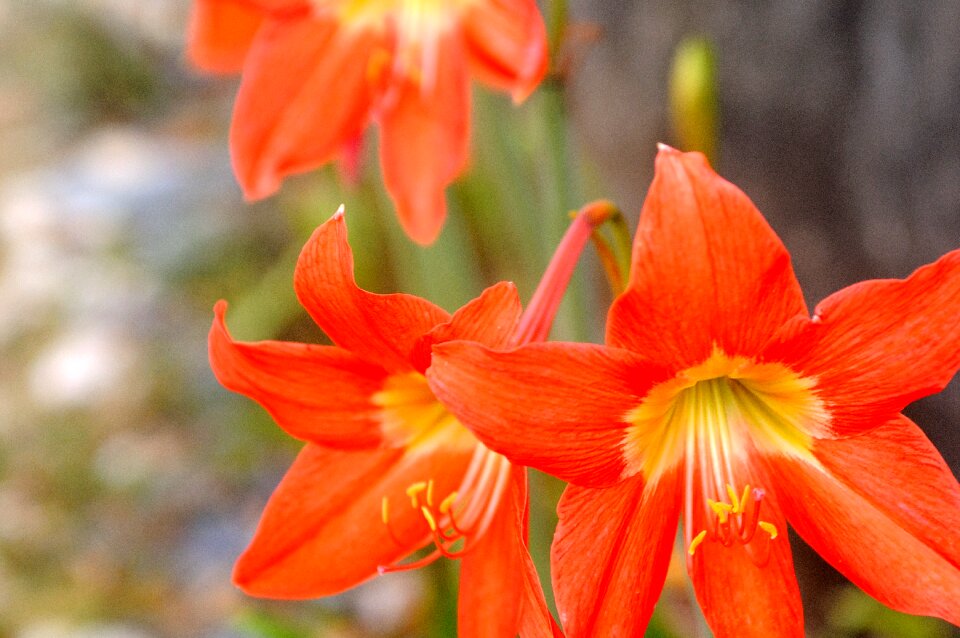 Flower orange plant