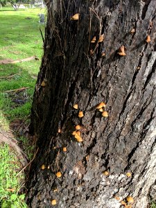 Crepidotus crocophyllus 56253228 photo