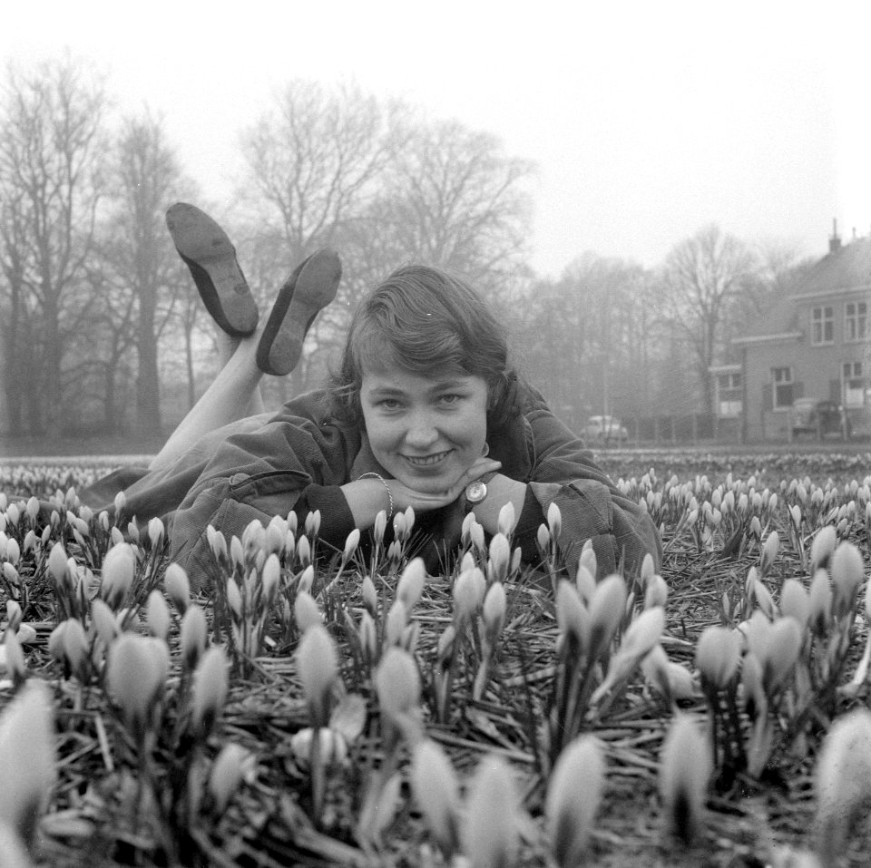 Crocussen bloeien in Overveen, Bestanddeelnr 909-3322