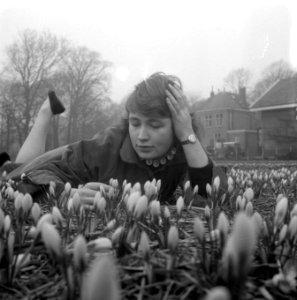 Crocussen bloeien in Overveen, Bestanddeelnr 909-3318