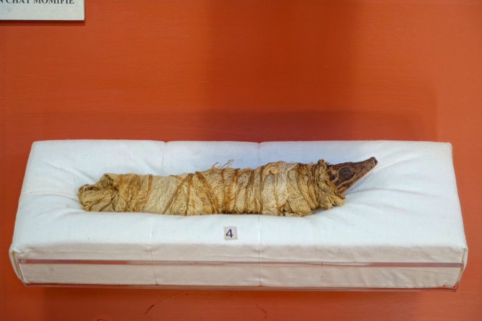Crocodile mummy, Egypt, Ptolemaic period, 330-30 BC - Redpath Museum - McGill University - Montreal, Canada - DSC08140