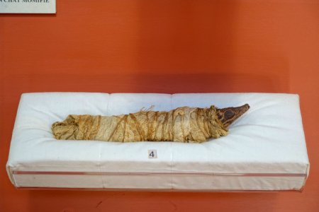 Crocodile mummy, Egypt, Ptolemaic period, 330-30 BC - Redpath Museum - McGill University - Montreal, Canada - DSC08140