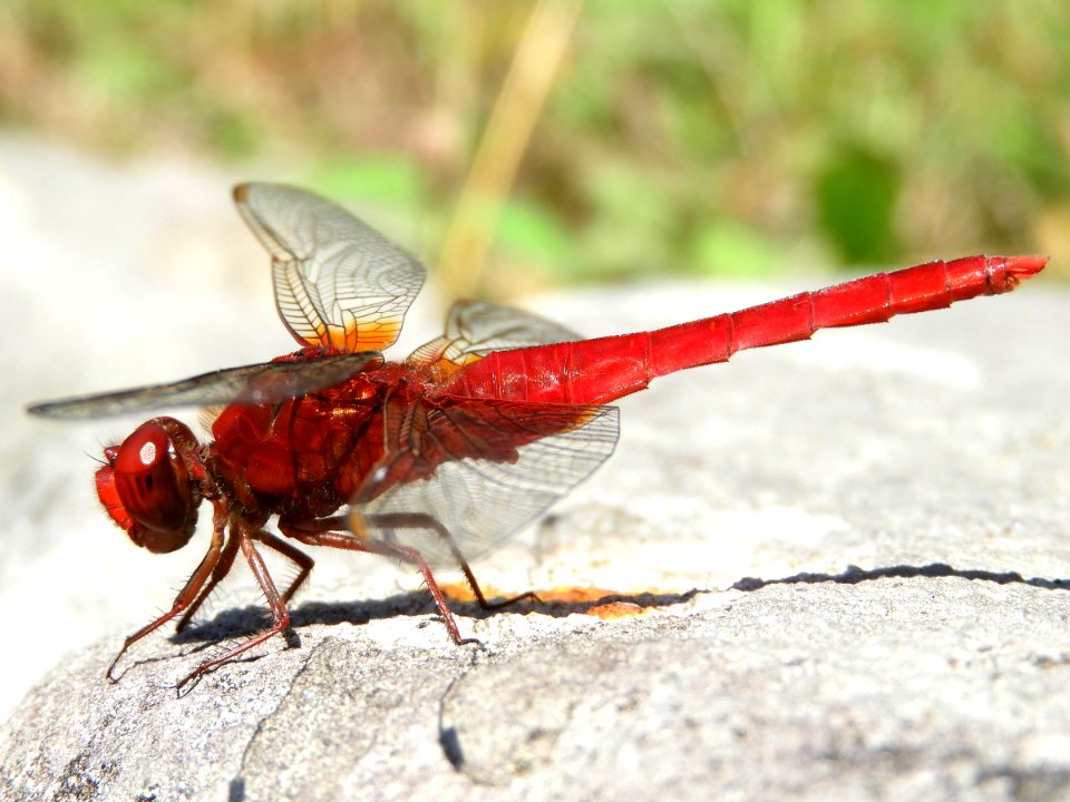 Crocothemis servilia mariannae(Male,Japan,2017.09.19)