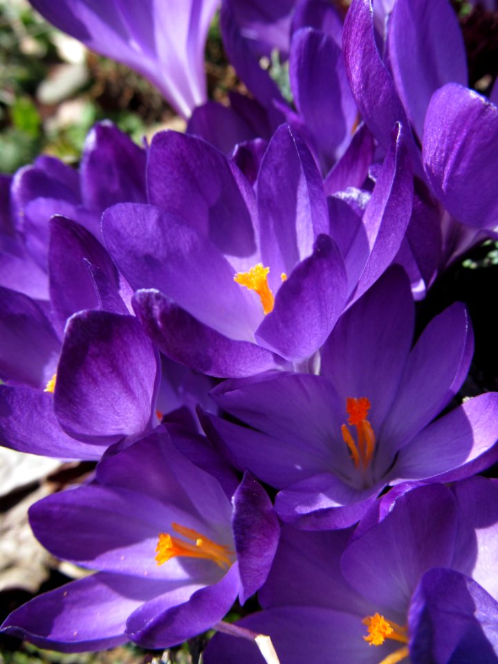 Crocus, 2021-03-21, Beechview, 04