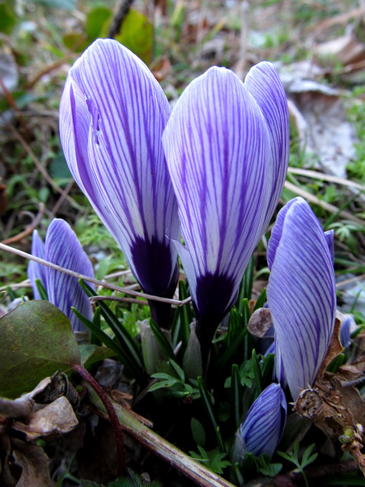 Crocus, 2021-03-20, Beechview, 01