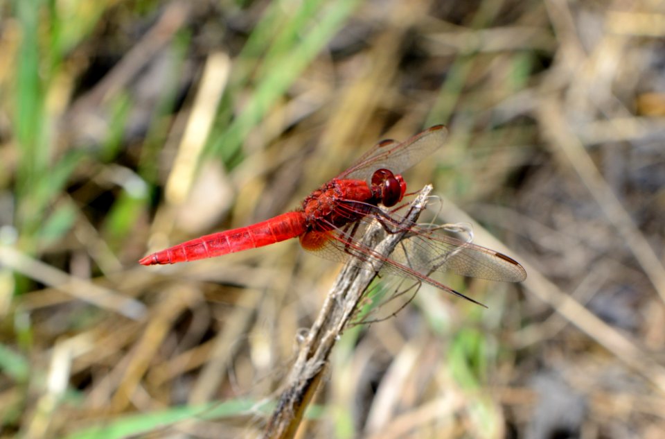 Crocothemis erythraea1