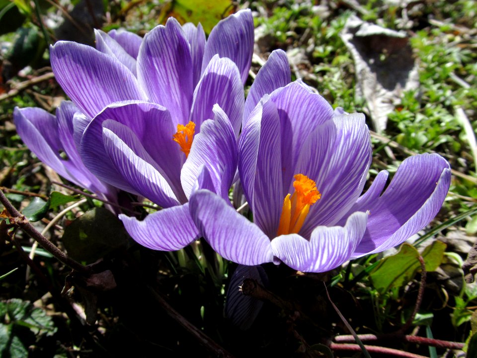 Crocus, 2021-03-21, Beechview, 06