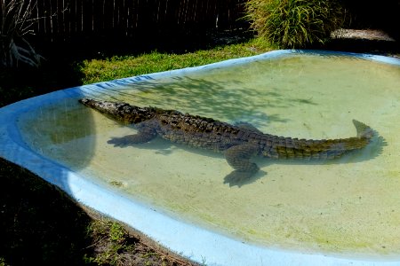 Crocodylus acutus - Sarasota Jungle Gardens - Sarasota, Florida - DSC02070