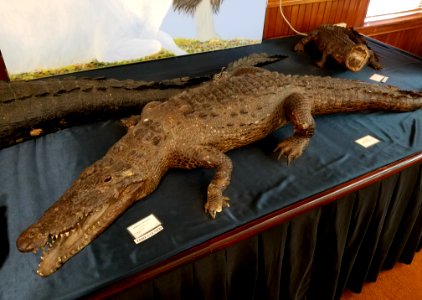 Crocodylus acutus - Pember Library and Museum - Granville, New York - 20180224 142258