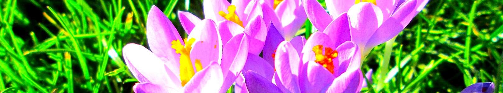 Crocus of Saarbruecken. The Geographer