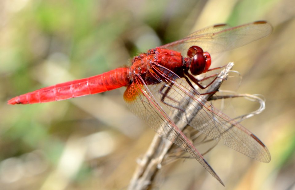 Crocothemis erythraea 06