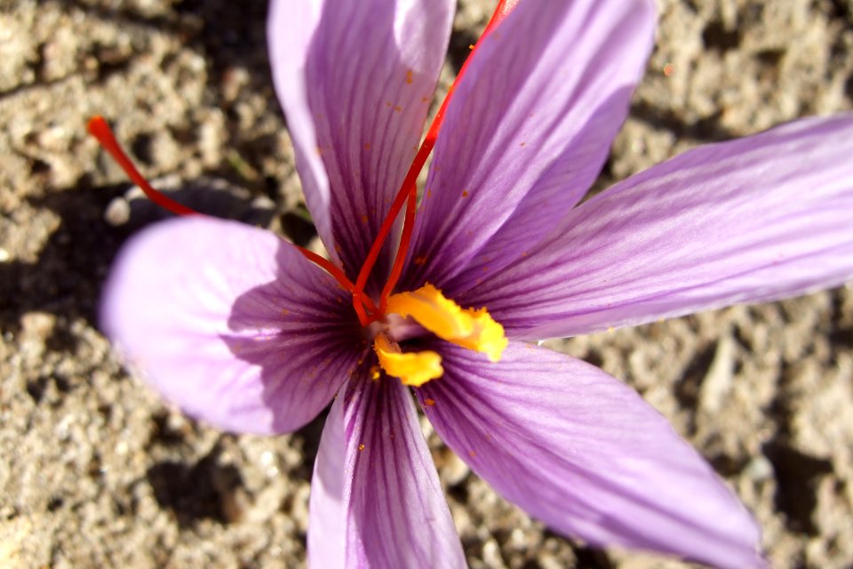 Crocus sativus, saffron (33)