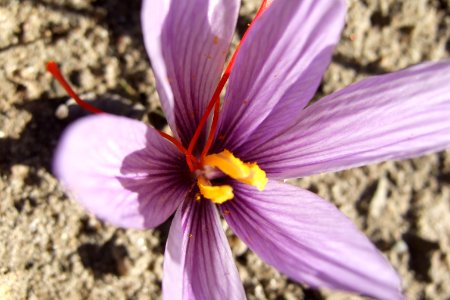 Crocus sativus, saffron (33)