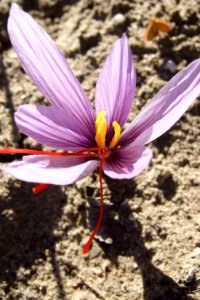 Crocus sativus, saffron (38)