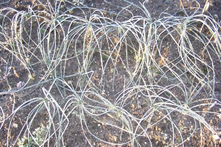 Crocus sativus, saffron (21)