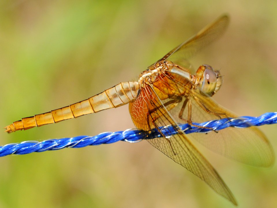 Crocothemis servilia mariannae(Female,Japan,2018.06.24)