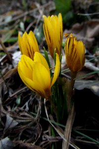 Crocuses, Beechview, 2021-03-05, 01 photo