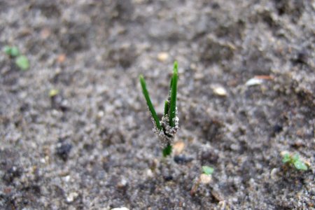 Crocus sativus, saffron (59)